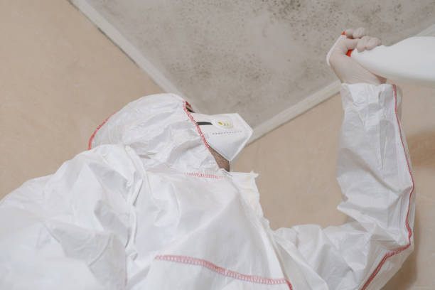 Professional Mold Removal in Richmond Heights, OH